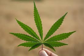 cannabisinv's tweet photo. NEWS - PURE.V Pure Global to Process Hemp in China with KMT-Hansa #news #cannabis #stocks #marijuana #investing https://t.co/0FYRE71dDl https://t.co/QI4zDYJ1q8