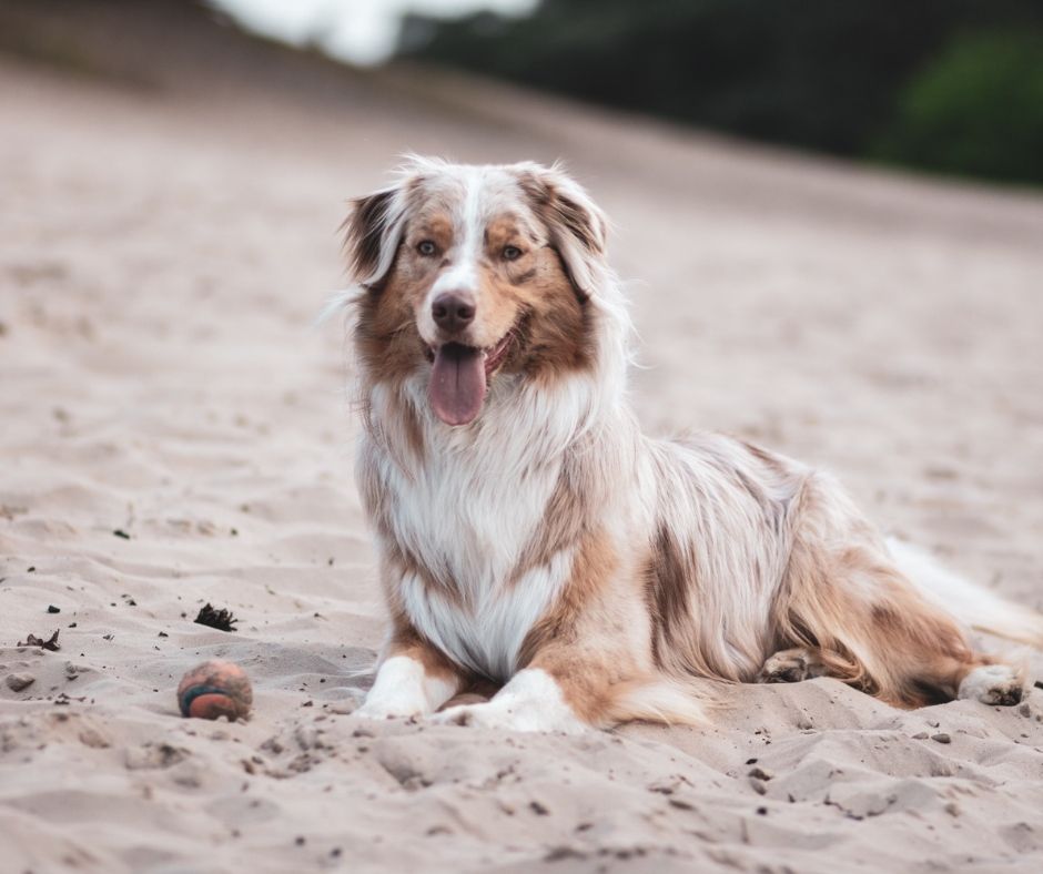 Value Vet tweet media