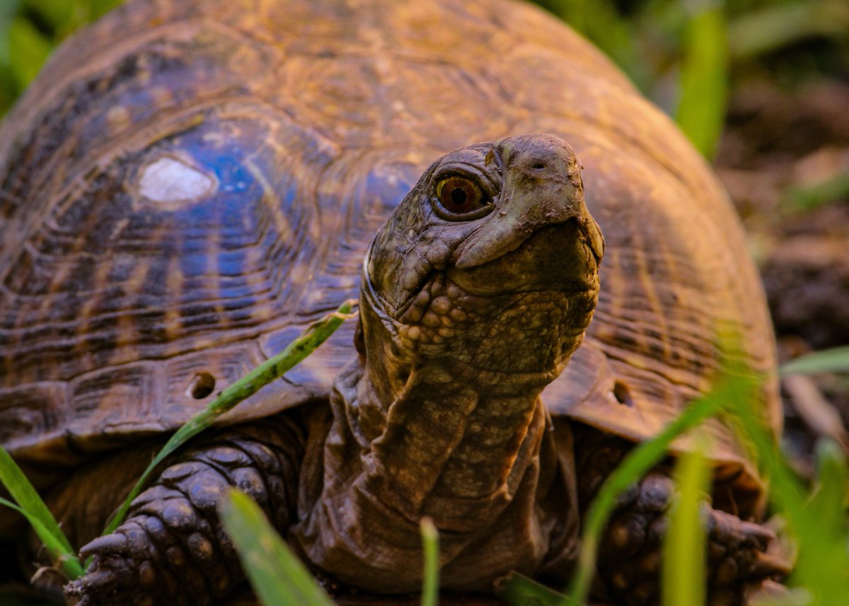 ComputerLab's tweet photo. #TurtleCrushTuesday #WhatsInTheComputerLab https://t.co/7AxpN472wR