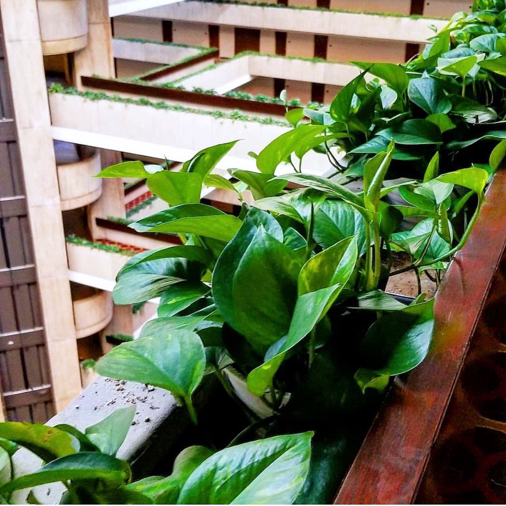 HyattOHare's tweet photo. All ten floors of our atrium are lined with live plants. Welcome to our jungle! {photo cred: @ newpolaroid on Instagram}.  https://t.co/YmJ4s4o3kI https://t.co/PGj6EeToJM