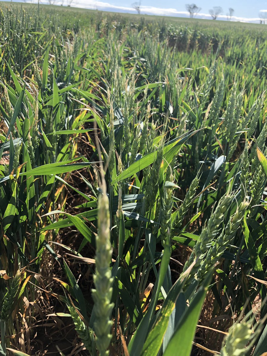 ShafiyaHuss_QP's tweet image. SAGIT field visit to see the dual purpose awnless germplasm for frost management. Monday’s -5 🥶 knocked out a few plots and some standing like champions!!  #SAGIT #frost  #awnlesswheat