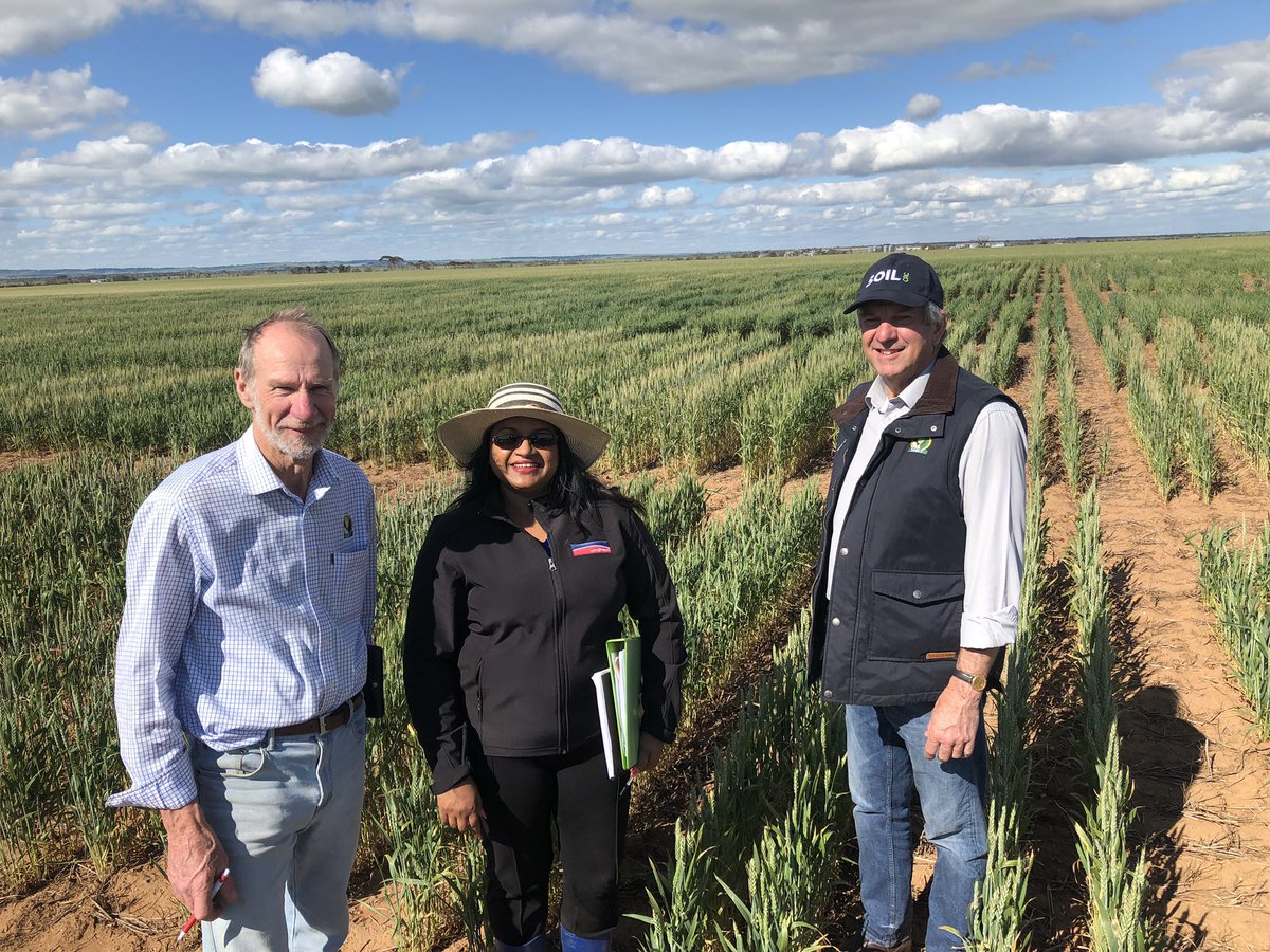 ShafiyaHuss_QP's tweet image. SAGIT field visit to see the dual purpose awnless germplasm for frost management. Monday’s -5 🥶 knocked out a few plots and some standing like champions!!  #SAGIT #frost  #awnlesswheat