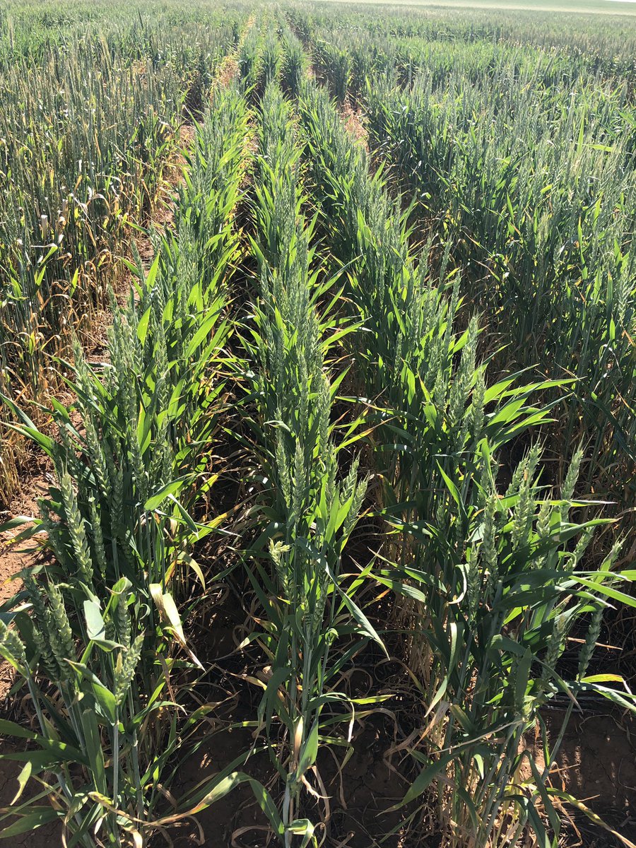 ShafiyaHuss_QP's tweet image. SAGIT field visit to see the dual purpose awnless germplasm for frost management. Monday’s -5 🥶 knocked out a few plots and some standing like champions!!  #SAGIT #frost  #awnlesswheat
