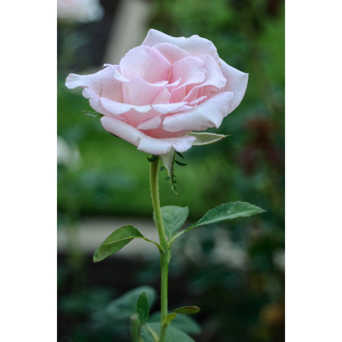 ryanstricklin's tweet photo. You are a very special person. There is only one like you in the whole world. There's never been anyone exactly like you before, and there will never be again. Only you. And people can like you exactly as you are. -Fred Rogers #instagrambham #Birmingham @BBGardens https://t.co/VfmUnVatBa
