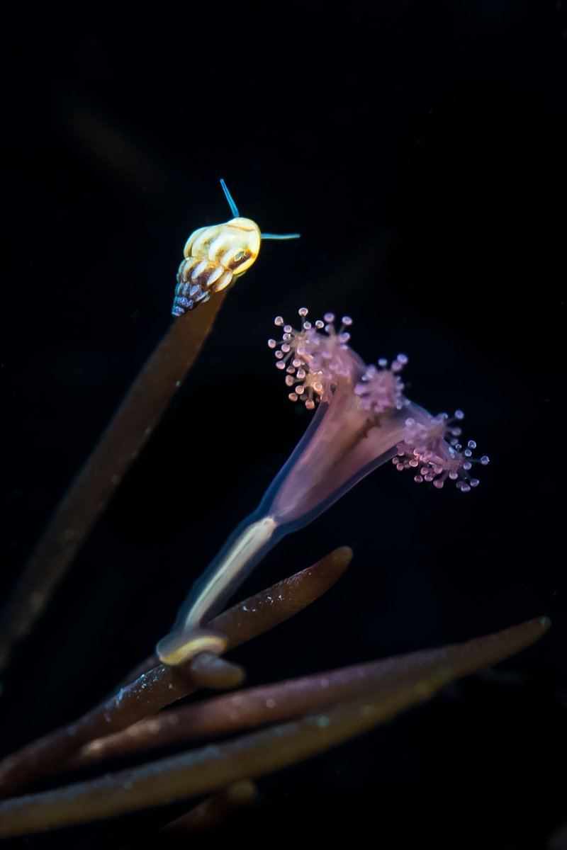 Stalked Jellyfish and Rissoa Snail, taken in Kimmeridge Bay, Dorset by Paul Pettitt from Royston, Hertfordshire.