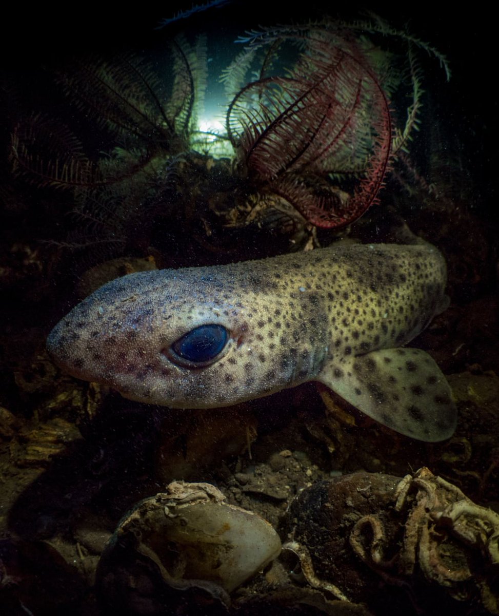 Peering Through the Darkness (small-spotted catshark) by Mark Kirkland from Thornliebank, Glasgow, Scotland.