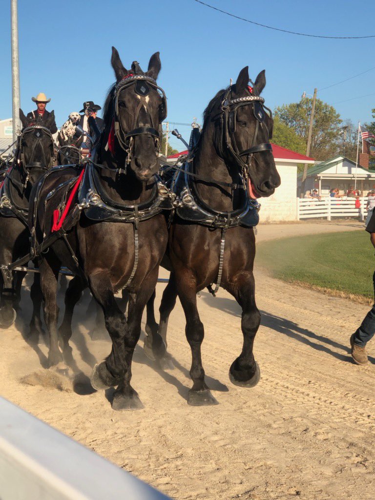 AgentMichaelJ's tweet photo. We are at the Brown County Fair this week.  Come see us and sign up for free stuff.  Also go to Barn 5 to see the Beautiful Percheron Horses!!  Can’t wait to see you!! #BCFair2019 #InFocusRealEstate #yourmovemyfocus https://t.co/IT0902MxSh