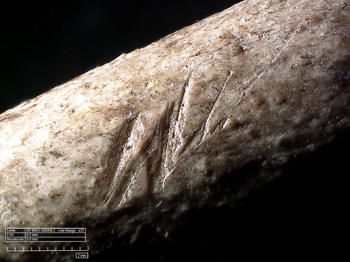A swan wing found at Qesem Cave has marks that can only be from defeathering: Like among the ancient Owl People of Louisiana, feather-based ritual may have been a mark of respect, says Prof Ron Barkai bit.ly/2kH8Nv4
📷From article