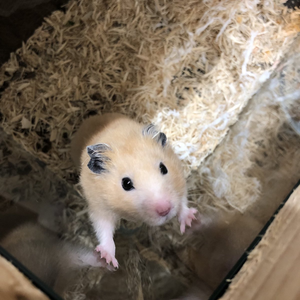 ジャスミン いとこの家にいたハムスターのきんちゃん 本名 キング 久しぶりにハムスター触った かわいい 小学生時代は ハムスター何匹も飼ったなぁ あの頃流行ってたよなぁー みんな飼ってた 500円とかで売ってた気がする 今もそうなのかな