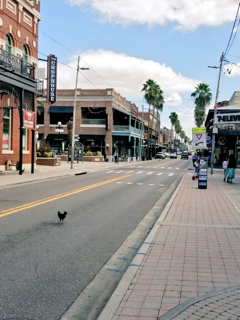 TampaStreetcar's tweet photo. Why did the 🐓 cross the road? #Ybor https://t.co/EgADXZxCc2