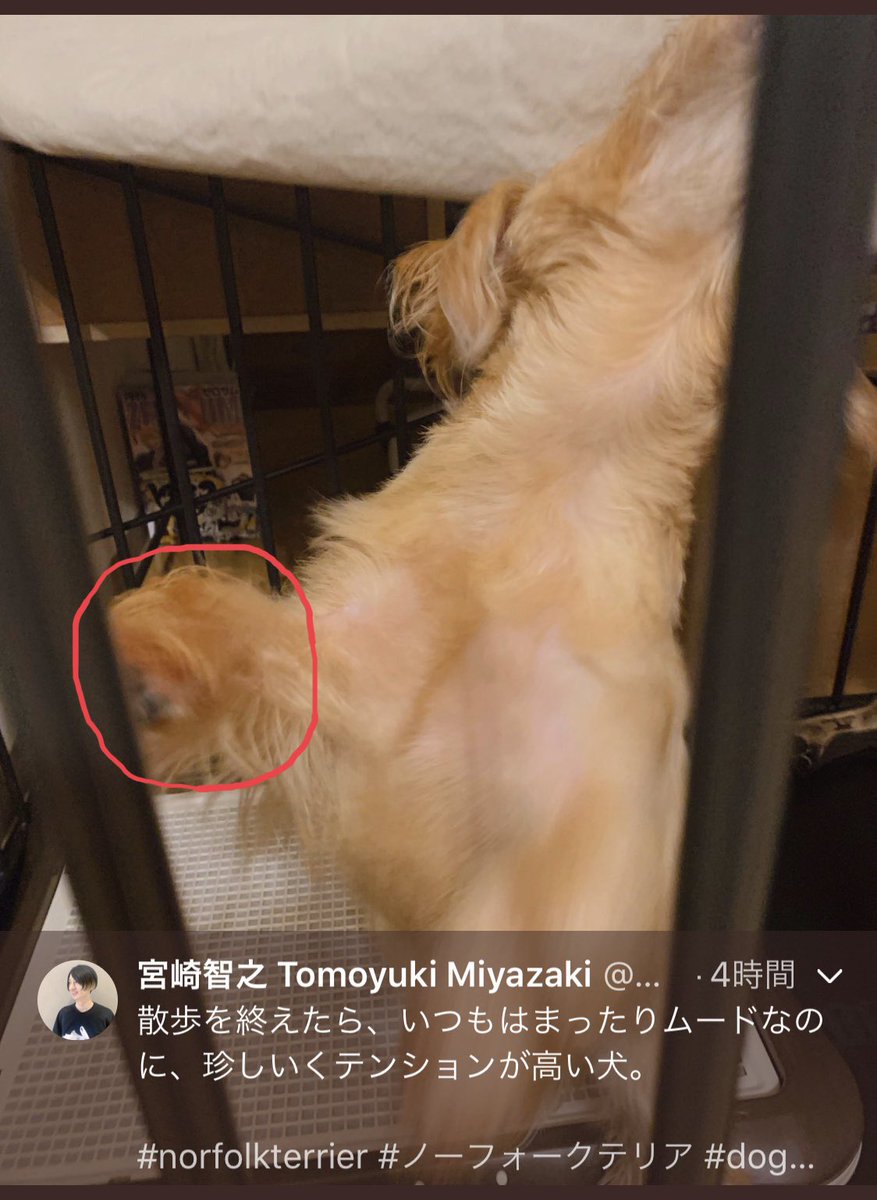 宮崎智之 モヤモヤの日々 発売中 フォロワーさんに 子犬の顔が写り込んでいる心霊写真では と指摘されたんだけど たぶん肉球が毛に埋もれているだけだし 心霊写真だとしても可愛いからオッケー 幽霊ワンと多頭飼いですな T Co