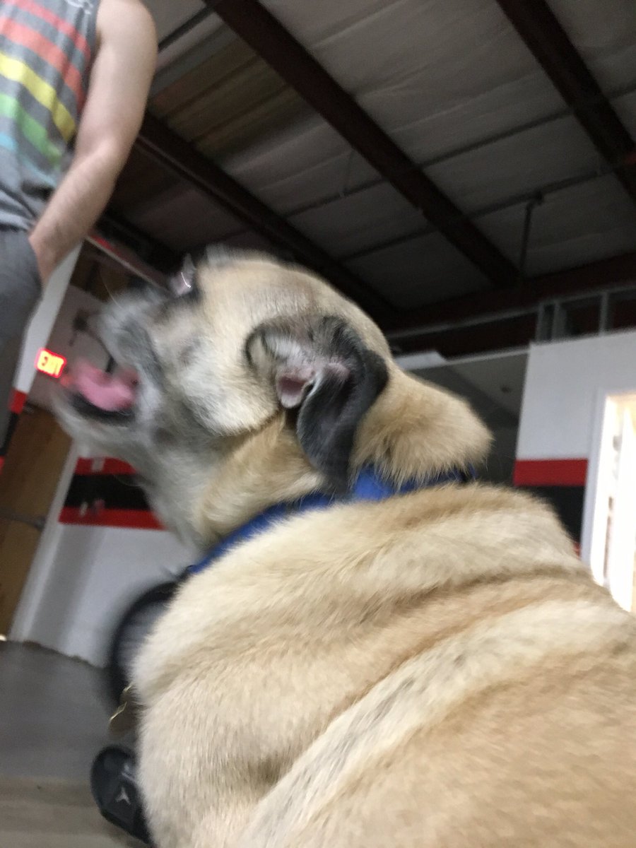 CheeseburgerROH's tweet photo. Brody returned to the dojo for one last visit! This is me attempting to get cute photos of him. #WrestleDogs https://t.co/fcVpfMZKE8