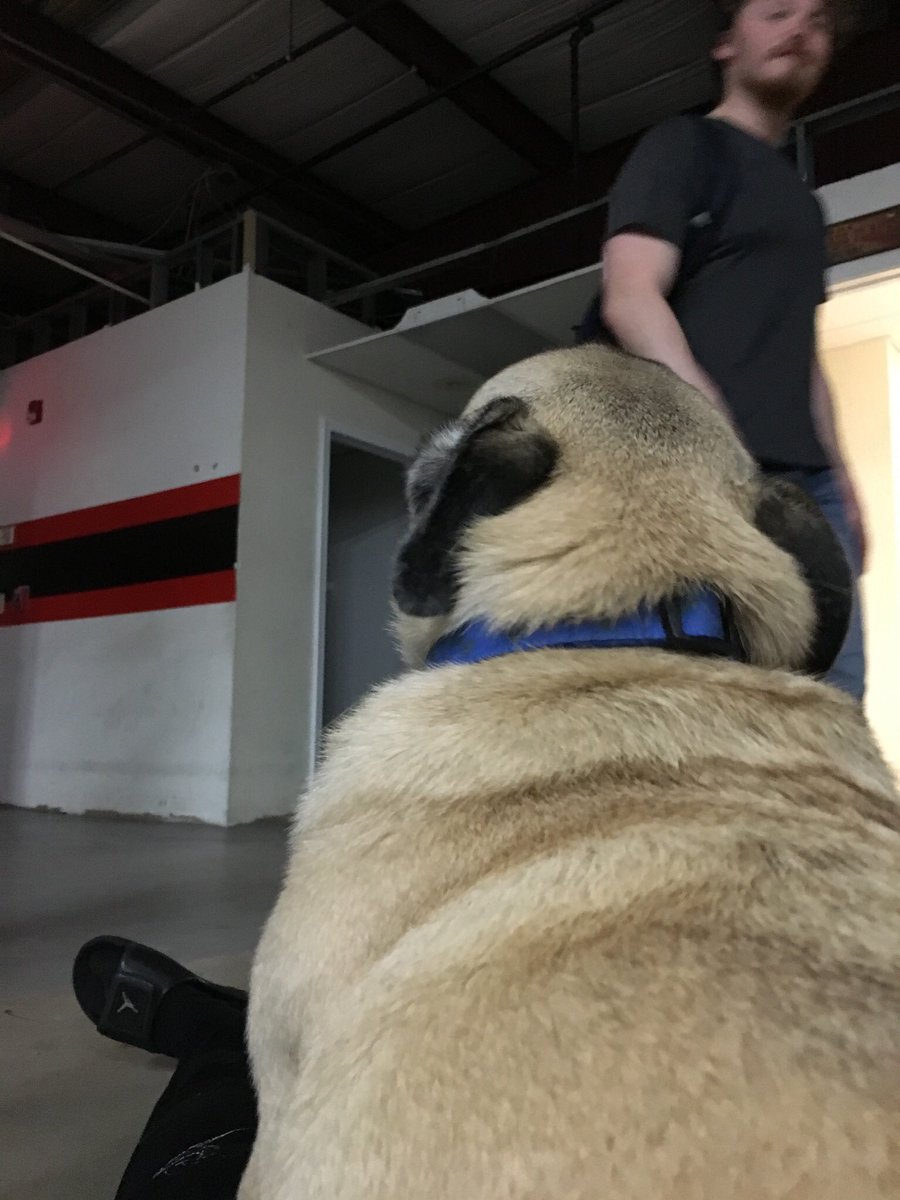 CheeseburgerROH's tweet photo. Brody returned to the dojo for one last visit! This is me attempting to get cute photos of him. #WrestleDogs https://t.co/fcVpfMZKE8