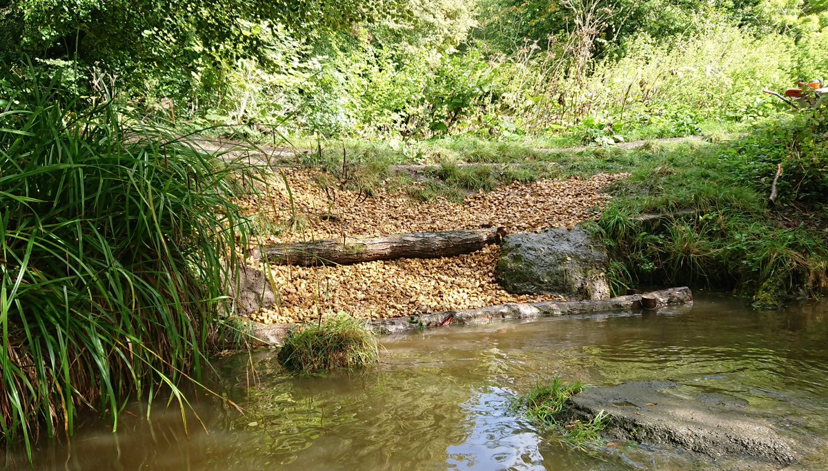 WiltsRivers's tweet photo. Fourth project complete for the month. This time we've introduced a formalised dog access point to the river to repair and reinforce the bank to reduce the high rates of erosion and sedimentation caused by dogs getting into and out of the water @WiltsRivers @HAvonCP https://t.co/PLJJF0hi2U