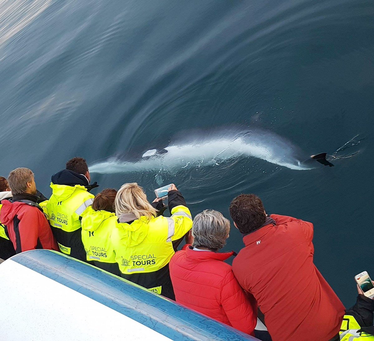 specialtours's tweet photo. We LOVE Whales ❤️😍 And even better when they put on a show for us and our customers 😋 https://t.co/lWvs5VoDlG