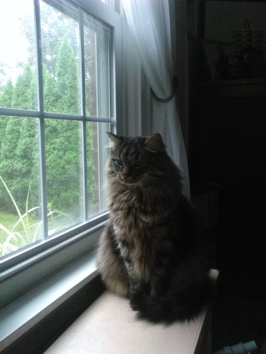 MoravianDigital's tweet image. My #tweet #number 3000 #threethousand #tweets #numbers #Twitter #cat #AnniversaryPic #tweetalong #picoftheday #tweetme #anniversary #Tweetlikethe2000s #cats #CatsOfTwitter #catslife