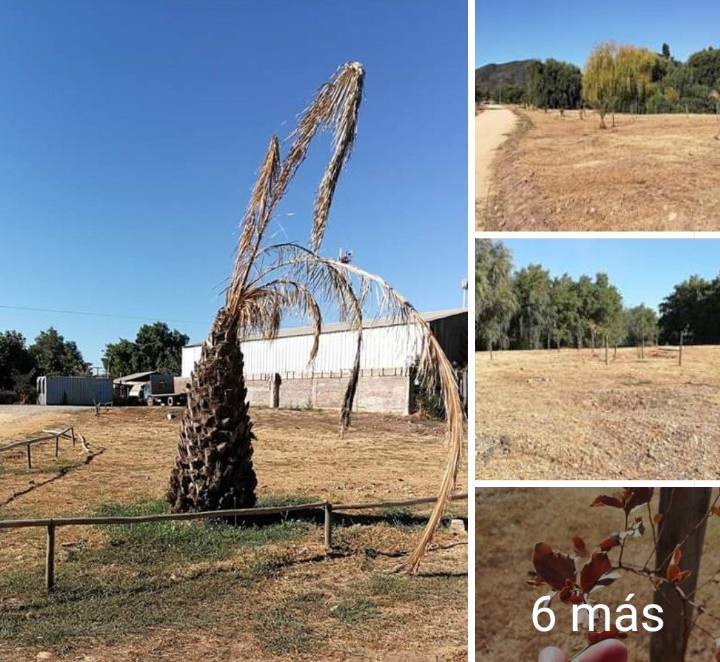 El liderazgo de Piñera y su promesa incumplida hace 10 años de forestar Chile me recuerda el anuncio del <a href="/alcaldestacruz/">William Arévalo</a> William Arévalo quien prometió hace 6 años construir un MegaParque para Santa Cruz. Así está el actual panorama del terreno donde se inauguró la primera piedra