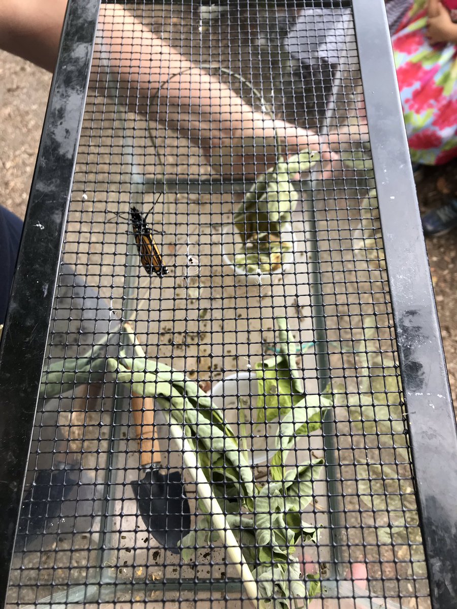 ClintonTDSB's tweet photo. Room 213 releasing their butterfly.  How exciting and what a great learning opportunity with a lot of curiosity from the children. https://t.co/gV2lk4VGaT