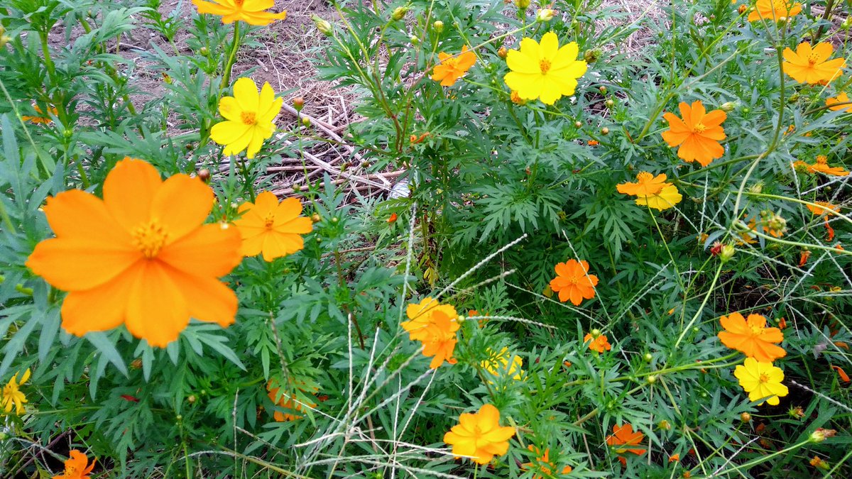 癒しの花図鑑 癒しの花図鑑