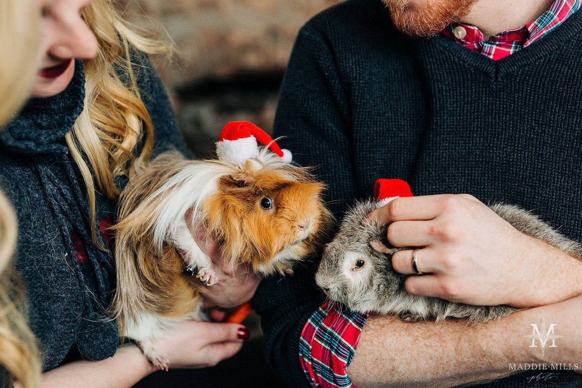 zzzaren's tweet photo. Yesterday we said goodbye to Shaggy, our eight-year-old guinea pig who we adopted over six years ago 💔 https://t.co/umpGWnV9JQ
