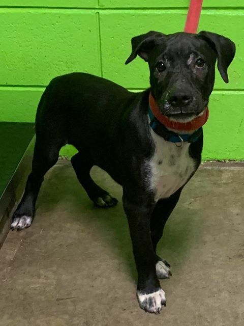 HurricanesPets's tweet photo. Facebook link: https://t.co/QGX2vvsxRa #TSImeldaPets #BeaumontAnimalCare

#38966
Male Pit mix picked up off of the 1000 Blk of La Salle. He is about 4-6 months old and weighs 25 lbs.

Being held for a 30 day period in order to give the owners a chance to reclaim their pets. Not… https://t.co/rO2u3FRxqZ