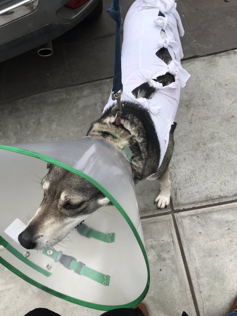 MercerMcLellan's tweet photo. Another morning #writing window lost to the vet. Safe to say my biggest fan is no longer a fan... #notwriting #poorpupper #Bibidogdayz https://t.co/mYB15t8SYr