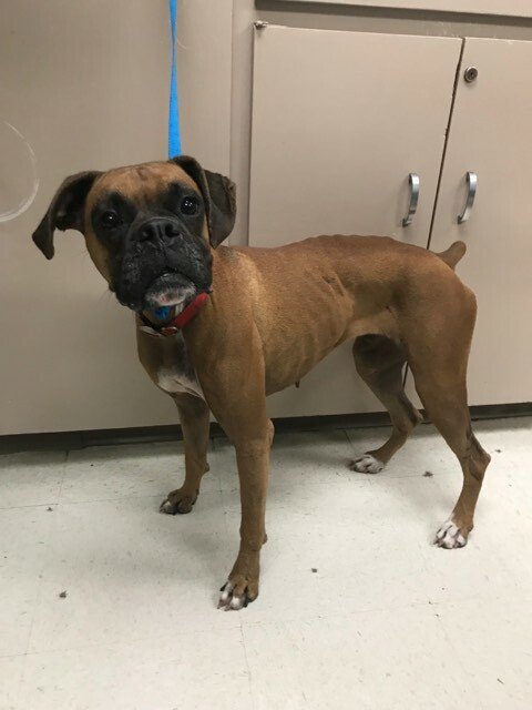 HurricanesPets's tweet photo. Facebook link: https://t.co/KmoZWZ1lnu #TSImeldaPets #BeaumontAnimalCare

#38970
Female Boxer picked up off of the 3300 blk of Delaware. She is about 1 year old and weighs 37 lbs. Possibly hit by car as one eye is bloodshot and she does have road rash o… https://t.co/GdWBv2lNMP https://t.co/8DA54DvgEd