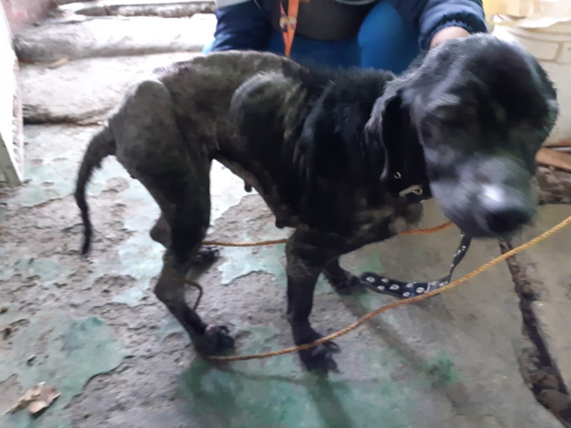 🚨#PAOTInforma Con relación a denuncia recibida el 20 de septiembre, número de exp. 2019-3823-SPA-2362, personal #PAOT nos presentamos en domicilio de Alcaldía Iztacalco. Como resultado del Reconocimiento de Hechos, constatamos presencia de perrita de muy bajo peso. Continúa 👇🏽