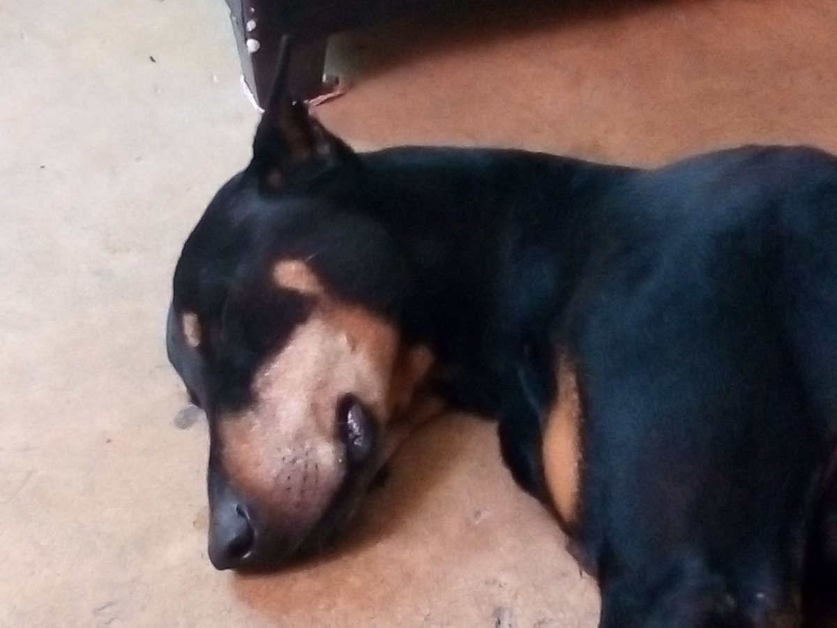 missflowers13's tweet photo. Cuando tenemos 5 minutos con los niños y ya nos cansamos!!! #shadowdog #niaguantasnada https://t.co/1p2n4VO26L