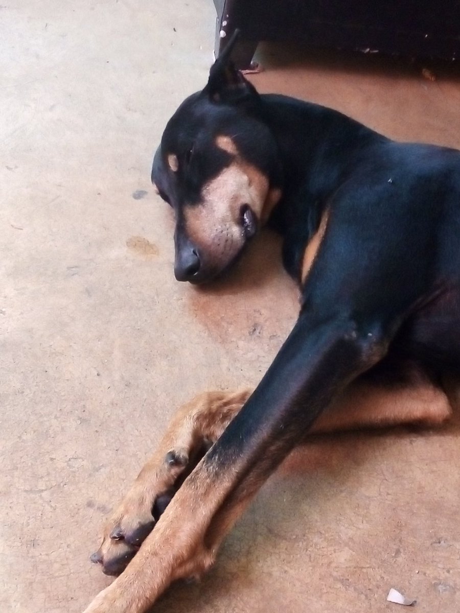 missflowers13's tweet photo. Cuando tenemos 5 minutos con los niños y ya nos cansamos!!! #shadowdog #niaguantasnada https://t.co/1p2n4VO26L