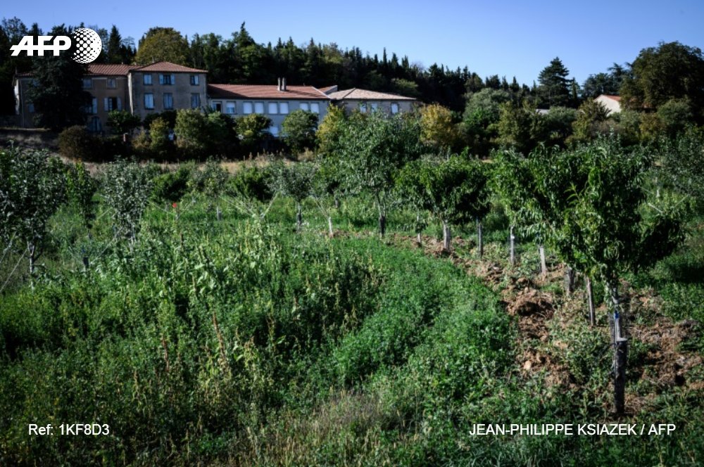 afpfr's tweet photo. L'intelligence de la nature au service de la production fruitière? L'INRA teste dans la Drôme un verger expérimental bio, où chaque essence d'arbre défend sa voisine contre des ravageurs, dans l'espoir de se passer de produits chimiques https://t.co/XlS5otxJbA @IsabelMalsang #AFP https://t.co/MckDEI1KwO