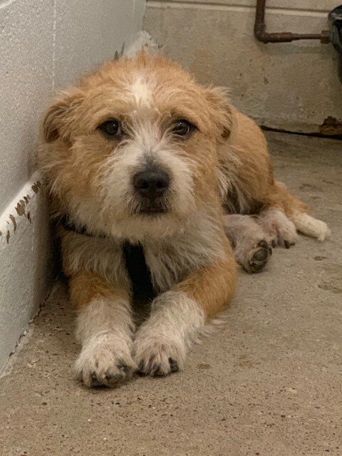 HurricanesPets's tweet photo. Facebook link: https://t.co/vbZ7tgInwI #TSImeldaPets #BeaumontAnimalCare

#38972
Male Terrier mix picked up off of the 2200 blk of Primrose st on 9/20/19. He is about 1 year old and weighs 33 lbs.

Being held for a 30 day period in order to give the own… https://t.co/2QtAB1Jkeu https://t.co/WEYC6GrK8l