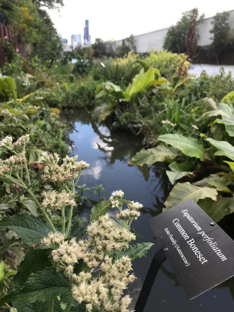 BiomatrixWater's tweet photo. 3rd #BiomatrixID is 𝘌𝘶𝘱𝘢𝘵𝘰𝘳𝘪𝘶𝘮 𝘱𝘳𝘦𝘧𝘰𝘭𝘪𝘢𝘵𝘶𝘮, or #CommonBoneset. 

The Common Boneset loves wetland areas, making it perfect for our #floatingecosystems in the US!

If you see any other species you’d like us to identify, use #BiomatrixID and we’ll be in touch! https://t.co/xBbAhiCGhd