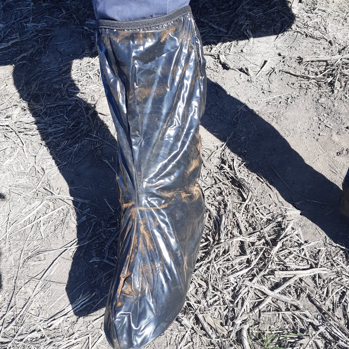 JPitt69's tweet photo. Recorrida de trigos con Norma Formento ahora en Nogoya con la Cooperativa de Aranguren #Sistiva #Allegro #Opera #OrquestaUltra todas nuestras soluciones @BASF_Agro_ARG para tener trigos sanos. Testigo con alta presión de #RoyaAnaranjada gracias Norma y Coopar https://t.co/GoNE8tp2xp