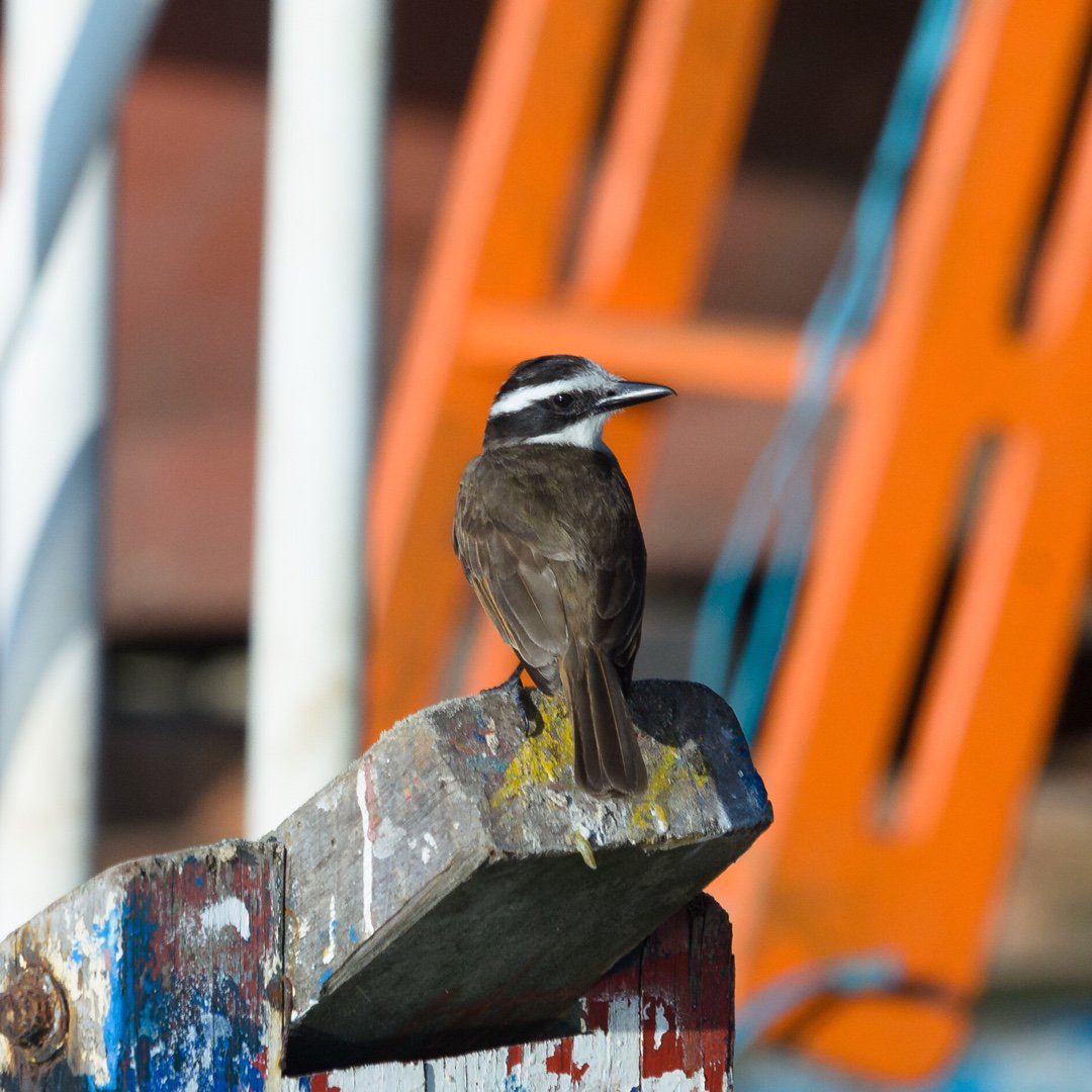 BirdingInRio's tweet photo. Great Kiskadee #sybranddebruin #birdinginrio #birdingbooks #vamospassarinhar #letsgobirding #birdoftheday #birdingtrips #wheretowatchbirds #passaros #ecotourism #riodejaneiro #avesdobrasil #birdsofbrazil #brazil #passarinhos 
@amazonbooks @amazonbirdbooks @amazon https://t.co/8niQdAhbOQ