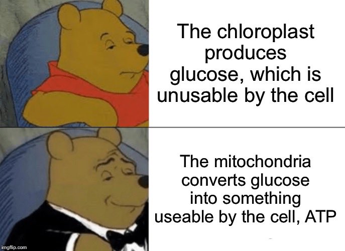 erfmitochondria's tweet photo. #erfurdtscells2019 https://t.co/n9ELgoGN3t