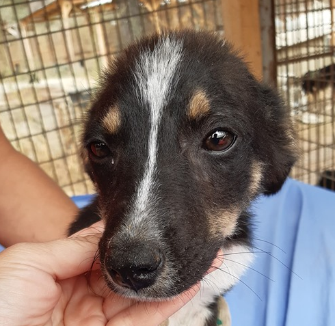 ‼️SABUR...so zart. Er packt den Winter dort sicher nicht 😔
Er ist ein ganz lieber kleiner Hundejunge, der den Shelter-Bedingungen nichts entgegenzusetzen hat.
📽️youtu.be/zS6GJC6iHm4

🐶Rüde
🐶~4 Monate
🐶bleibt kleiner
🖊️prodogromania.de/bilder/index.p…
📧info@prodogromania.de
#Adopt