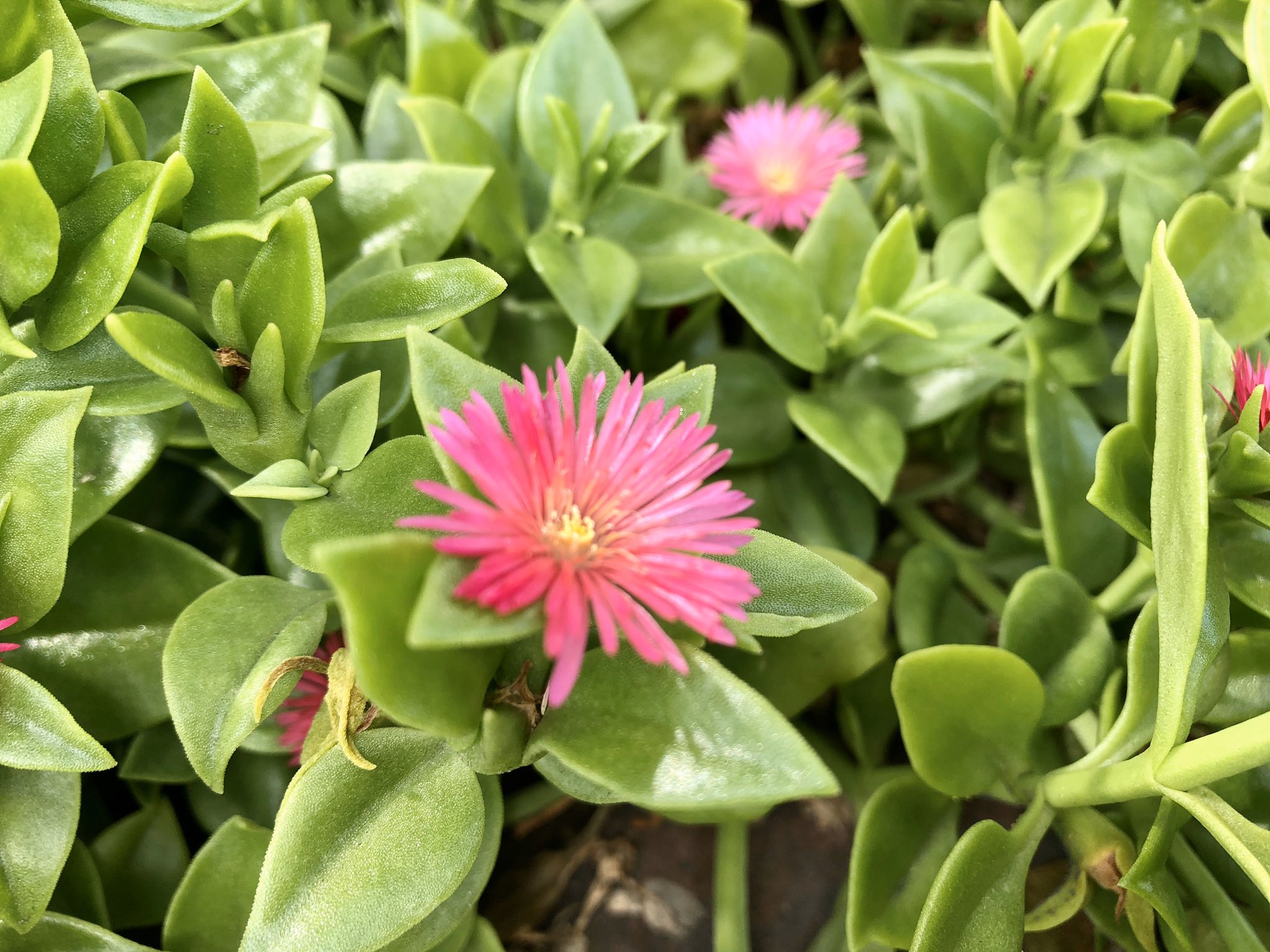 草の名は ハナツルソウ 代田緑道にて 小ぶりで可愛らしい花からベビーサンローズとも呼ばれる 多肉質の葉が触っていると気持ちいい 食べられるか不明 アイスプラントやツルナなど近縁に食用種があるためいけそうでもあるが 食用とする記録は見当たら