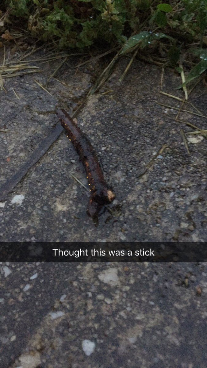 DES_tinyxx's tweet photo. One time I was high and freaked out because I thought I almost stepped on a slug then I realized it was a stick this is the picture I took in that moment https://t.co/q8FxKsTMCs