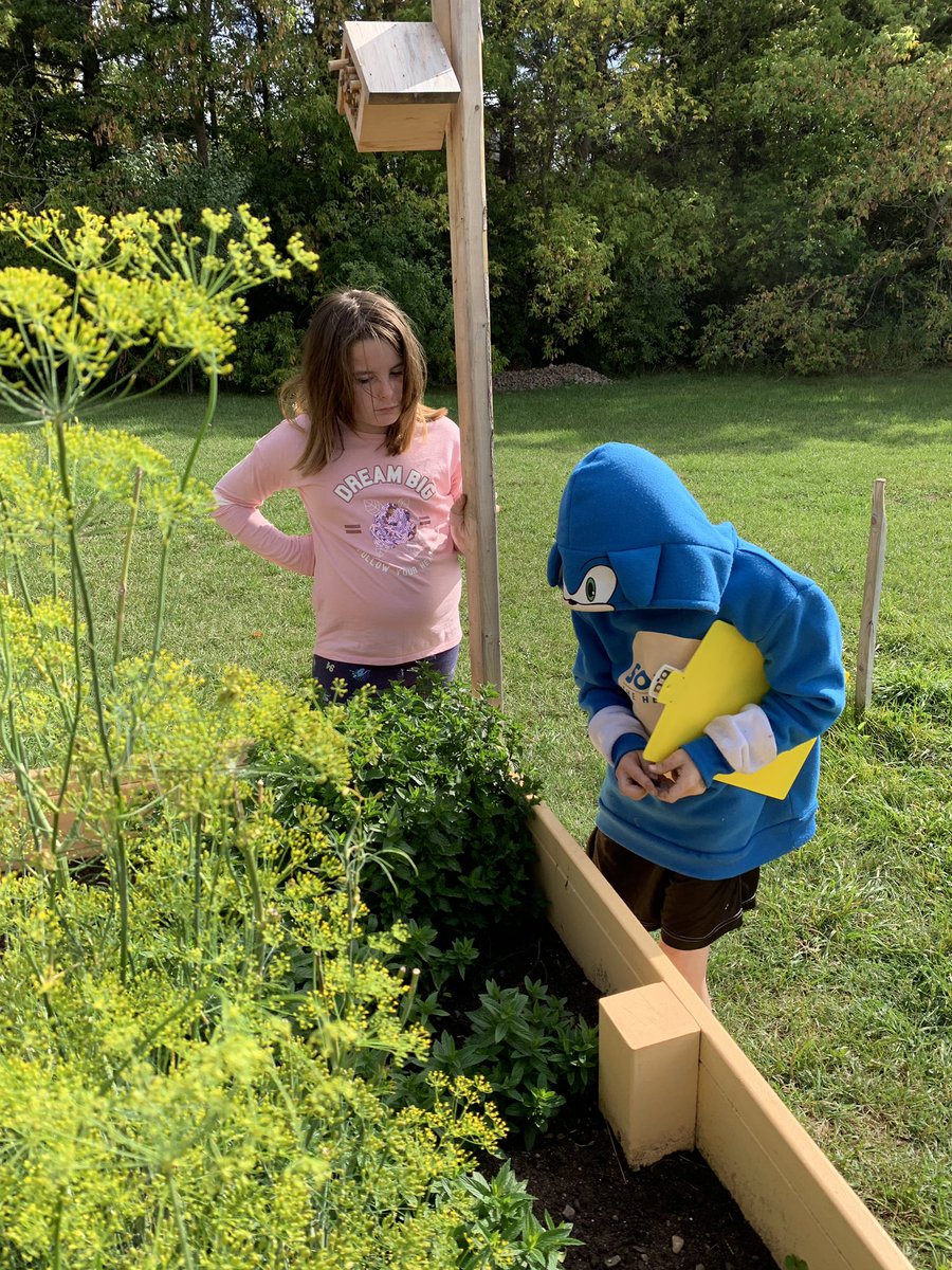 MissRyan10's tweet photo. We also enjoyed a scavenger hunt of the garden and some rock painting 🎨 #KAPSknights #makeeverydaycount @KingAlbertPS https://t.co/Sxfljwd73w
