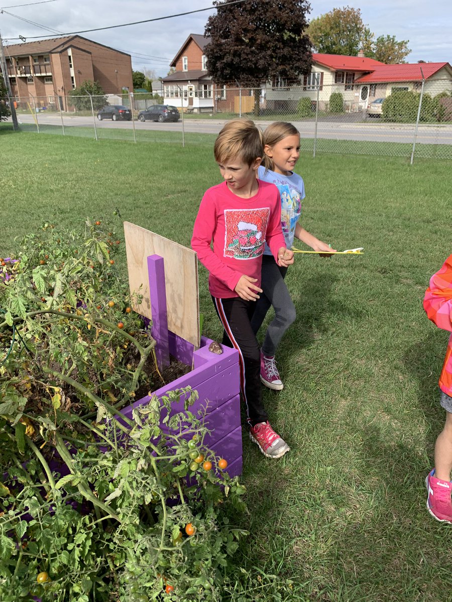 MissRyan10's tweet photo. We also enjoyed a scavenger hunt of the garden and some rock painting 🎨 #KAPSknights #makeeverydaycount @KingAlbertPS https://t.co/Sxfljwd73w