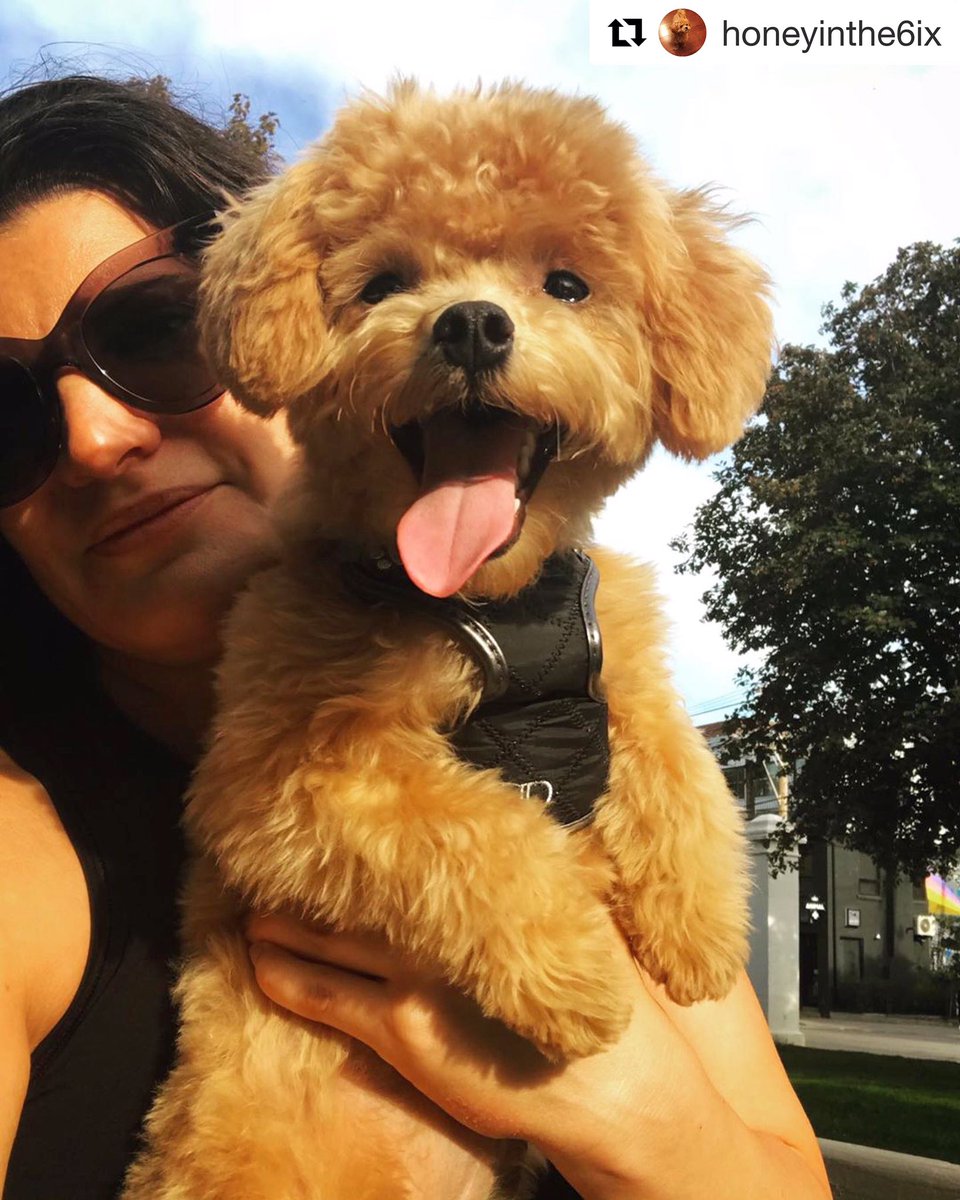prettypawpets's tweet photo. 💗 #PrettyPaw 💗
👅 #TongueoutTuesday 👅

#model: Honey 🍯
#breed: #MaltiPoo
#harness: #Berlin #Steel

https://t.co/2levgg1PfT

#prettypawpets #tuesday #celebrities #petmodels #photoshoot #petfashion #moderndog #designer #petharness #dogharness #cute #pets #animals #dogs #puppies https://t.co/aniNUefXS1
