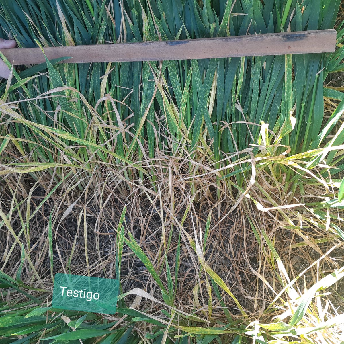 JPitt69's tweet photo. #Sistiva en trigo protección desde la semilla contra aparición temprana de Royas y Manchas. Más flexibilidad para decidir cuándo aplicar los fungicidas foliares #Allegro #Opera #OrquestaUltra @BASF_Agro_ARG https://t.co/m2fCFvQbnq