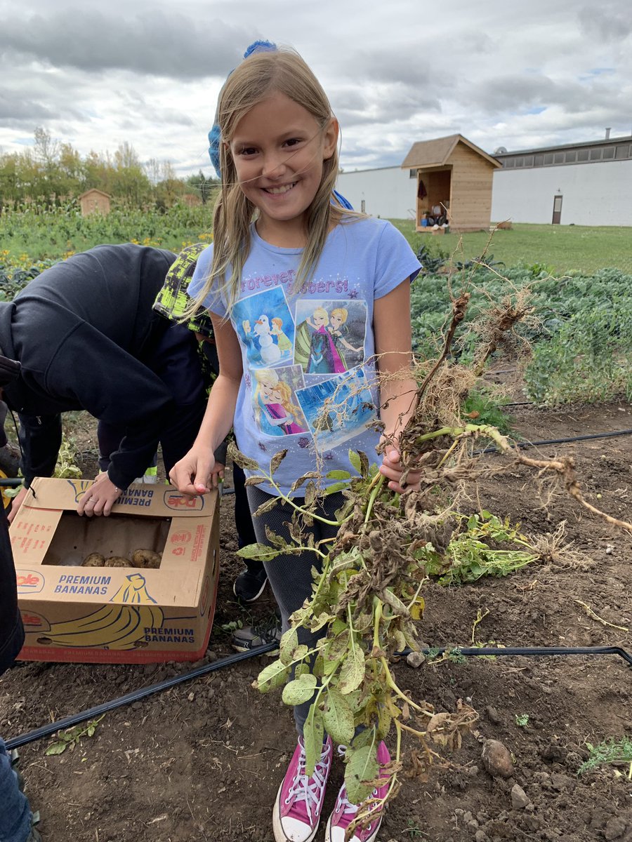 MissRyan10's tweet photo. We had so much fun at the Edwin Binney Community Garden today! The @KingAlbertPS grade 3/4s loved being able to pick potato’s from the garden and see how they grow. #KAPSknights #makeeverydaycount https://t.co/Bftiz3Zsdx