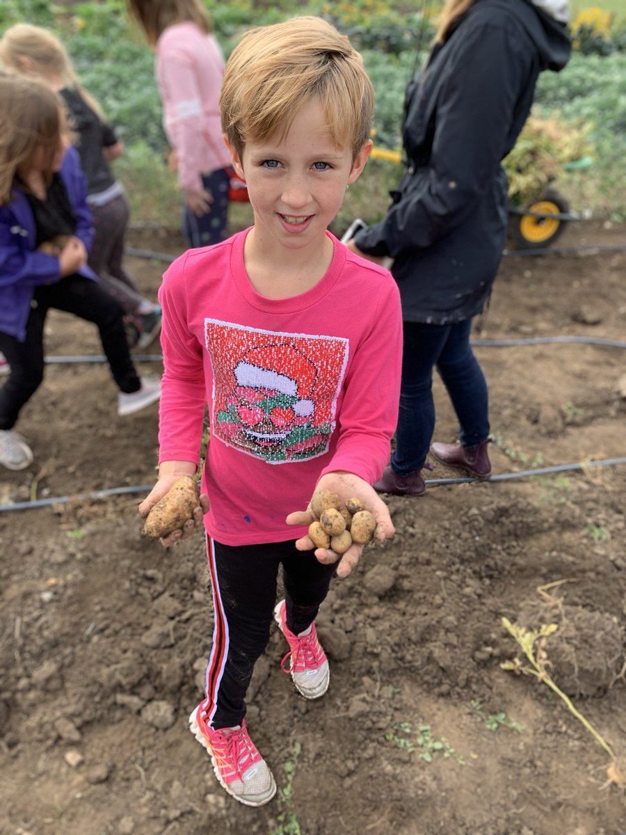 We had so much fun at the Edwin Binney Community Garden today! The <a href="/KingAlbertPS/">King Albert PS</a> grade 3/4s loved being able to pick potato’s from the garden and see how they grow. #KAPSknights #makeeverydaycount