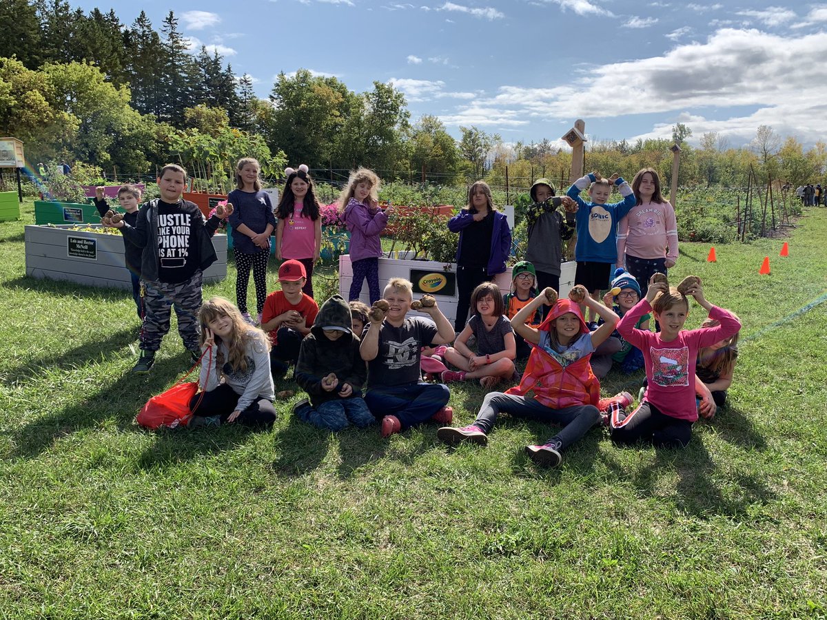 MissRyan10's tweet photo. We had so much fun at the Edwin Binney Community Garden today! The @KingAlbertPS grade 3/4s loved being able to pick potato’s from the garden and see how they grow. #KAPSknights #makeeverydaycount https://t.co/Bftiz3Zsdx