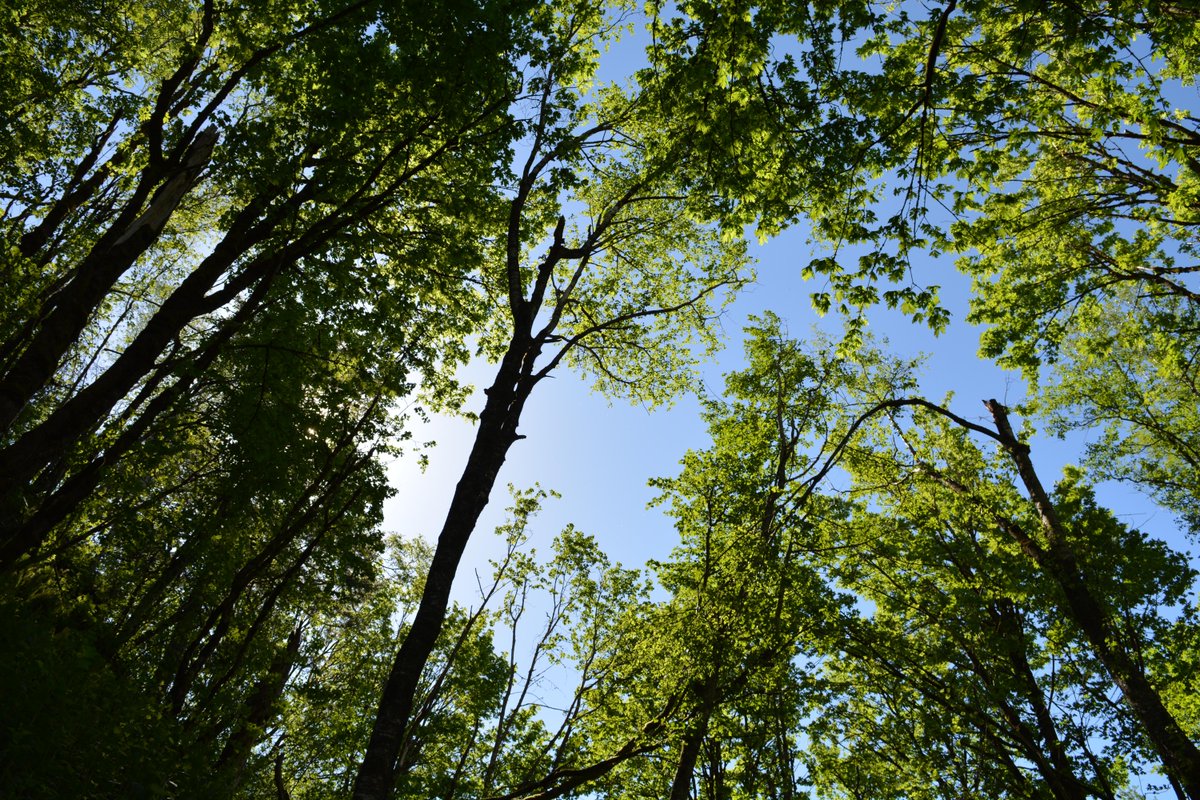 Participate in #NationalForestWeek (Sept 22-28) by taking a walk in one of our #FVRDParks and get to know your forest. Make sure to bring a buddy and tell someone where you are going. #safetyfirst fvrd.ca/parks

 📷Hillkeep Regional Park