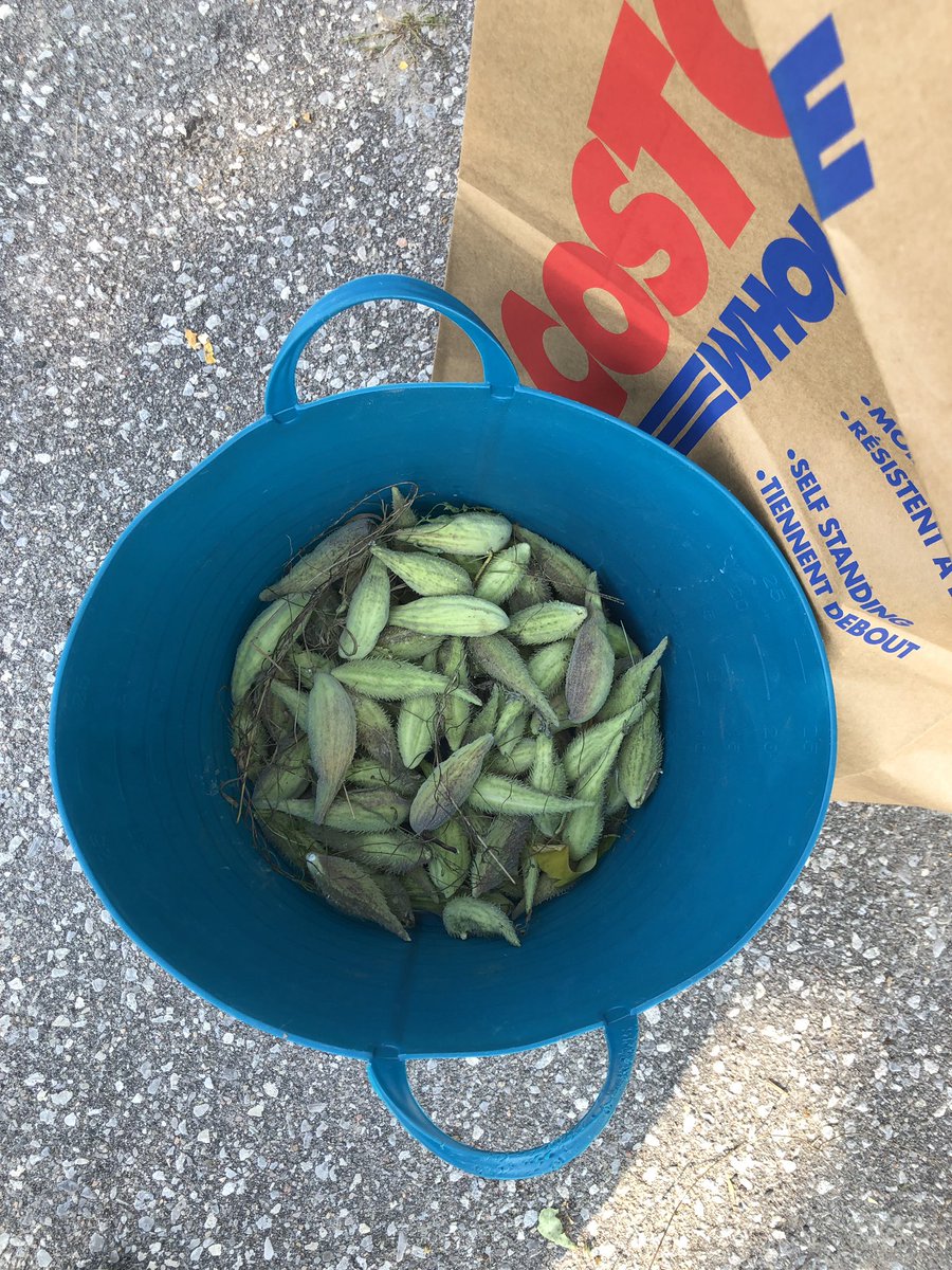 Greenland’s Monarch Weightstation during harvest season. Collecting milk week pods to scatter at a later date or share other schools. @GreenlandPS @marcsprack @EcoSchoolsTDSB @TDSB_Ranchdale @MTNofC #pollinateTO