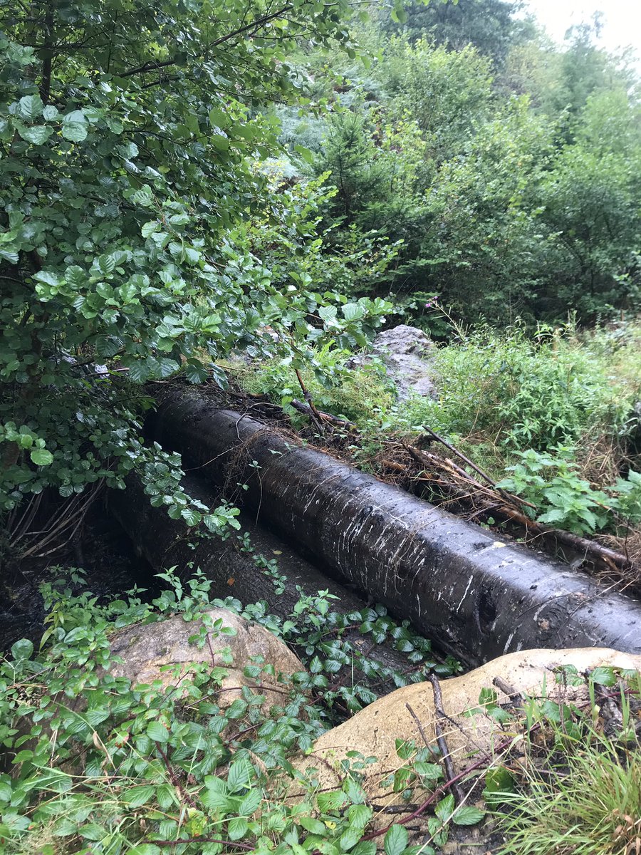 #naturalfloodmanagement  #woodydebris dams at #finglebridge #woodlandtrust #dartmoor #whynobeavers #woodland network meeting