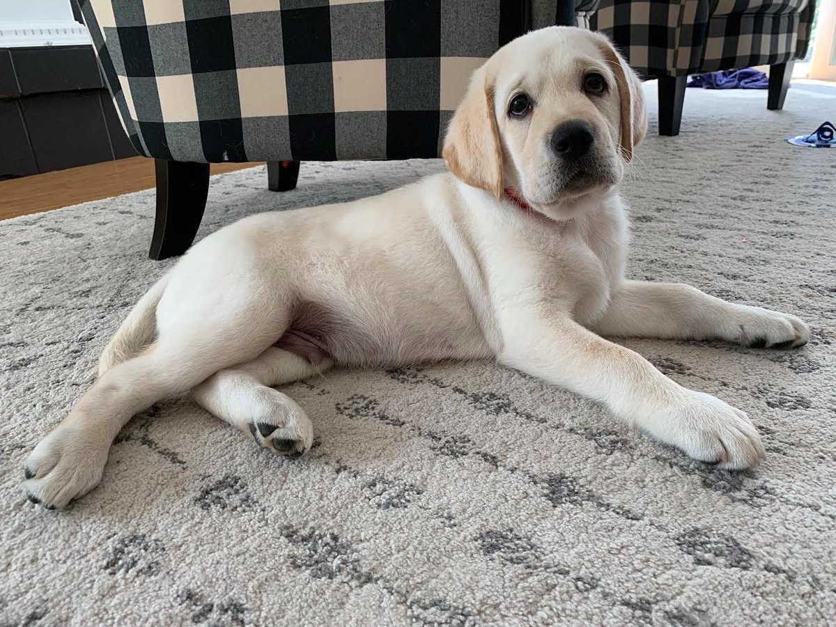 Suburban_K9's tweet photo. Meet Happy! He is training with us in our One Year Program! He is a 10 week old
English Yellow Lab and has stolen our hearts!

#SK9 #SuburbanK9 #OneYearProgram #Lab https://t.co/tXkeTZuuk1
